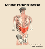 The serratus posterior inferior muscle of the back - orientation 4