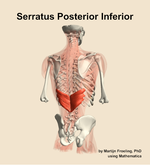 The serratus posterior inferior muscle of the back - orientation 6