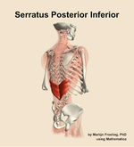 The serratus posterior inferior muscle of the back - orientation 7