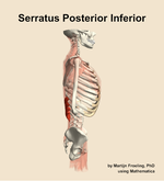 The serratus posterior inferior muscle of the back - orientation 9