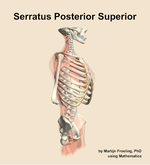 The serratus posterior superior muscle of the back - orientation 10