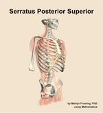 The serratus posterior superior muscle of the back - orientation 11