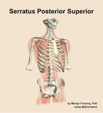 The serratus posterior superior muscle of the back - orientation 12