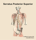 The serratus posterior superior muscle of the back - orientation 14