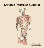 The serratus posterior superior muscle of the back - orientation 15