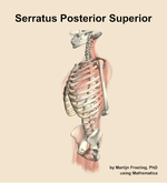 The serratus posterior superior muscle of the back - orientation 16