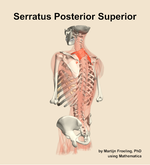 The serratus posterior superior muscle of the back - orientation 3