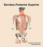 The serratus posterior superior muscle of the back - orientation 4
