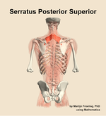 The serratus posterior superior muscle of the back - orientation 5