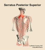 The serratus posterior superior muscle of the back - orientation 6