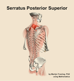 The serratus posterior superior muscle of the back - orientation 7