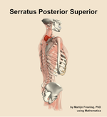 The serratus posterior superior muscle of the back - orientation 8