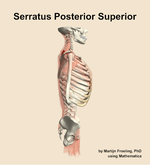 The serratus posterior superior muscle of the back - orientation 9