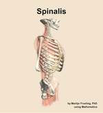 The spinalis muscle of the back - orientation 10