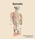 The spinalis muscle of the back - orientation 11