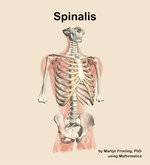 The spinalis muscle of the back - orientation 12