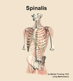 The spinalis muscle of the back - orientation 14