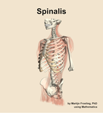 The spinalis muscle of the back - orientation 15