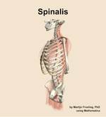 The spinalis muscle of the back - orientation 16