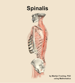 The spinalis muscle of the back - orientation 2
