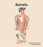 The spinalis muscle of the back - orientation 3