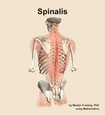 The spinalis muscle of the back - orientation 4