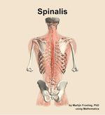 The spinalis muscle of the back - orientation 5
