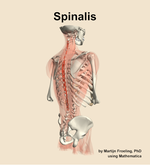 The spinalis muscle of the back - orientation 7