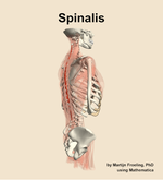 The spinalis muscle of the back - orientation 8