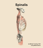 The spinalis muscle of the back - orientation 9