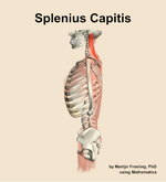 The splenius capitis muscle of the back - orientation 1