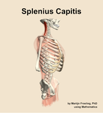 The splenius capitis muscle of the back - orientation 10