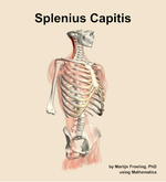 The splenius capitis muscle of the back - orientation 11
