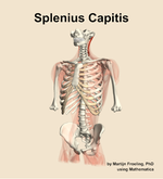 The splenius capitis muscle of the back - orientation 14