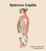 The splenius capitis muscle of the back - orientation 2