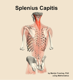 The splenius capitis muscle of the back - orientation 4