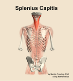 The splenius capitis muscle of the back - orientation 5