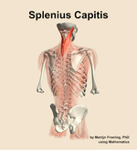 The splenius capitis muscle of the back - orientation 6