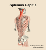 The splenius capitis muscle of the back - orientation 7