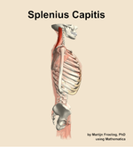 The splenius capitis muscle of the back - orientation 9