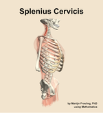 The splenius cervicis muscle of the back - orientation 10