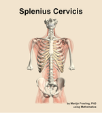 The splenius cervicis muscle of the back - orientation 13