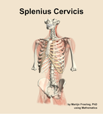 The splenius cervicis muscle of the back - orientation 14