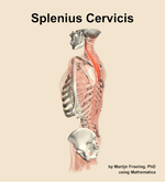 The splenius cervicis muscle of the back - orientation 2