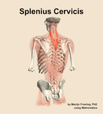 The splenius cervicis muscle of the back - orientation 4