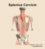 The splenius cervicis muscle of the back - orientation 5