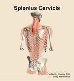 The splenius cervicis muscle of the back - orientation 6