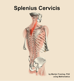 The splenius cervicis muscle of the back - orientation 7