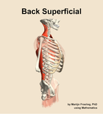 Muscles of the superficial compartment of the back - orientation 10