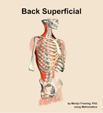 Muscles of the superficial compartment of the back - orientation 11